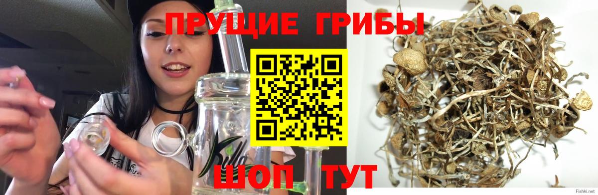 Псилоцибиновые грибы Cubensis Орёл